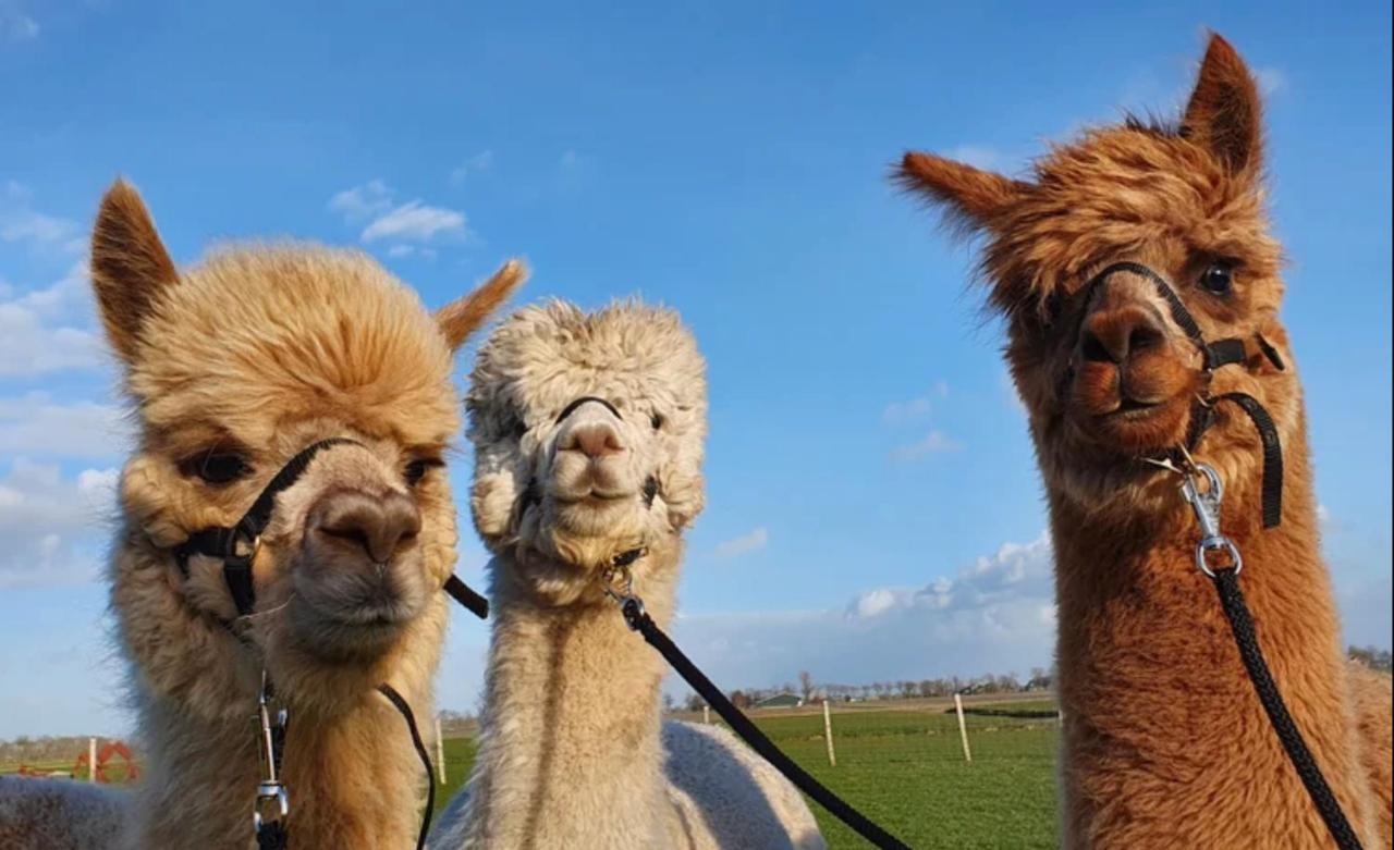 Vakantieboerderij Huize Nuis Noordbeemster Exteriör bild