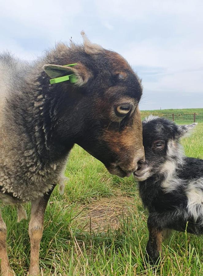 Vakantieboerderij Huize Nuis Noordbeemster Exteriör bild