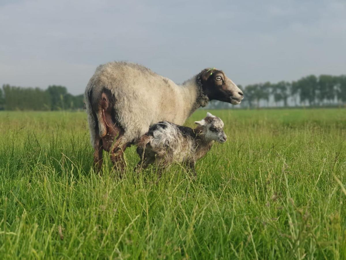 Vakantieboerderij Huize Nuis Noordbeemster Exteriör bild